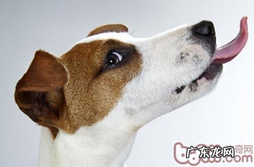 怎样训练小狗的社会性