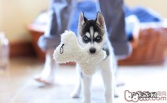 怎样训练小狗的杀伤力