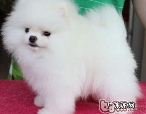 比赛博美怎么训练