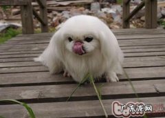 紳士京巴狗的学习培训关键点