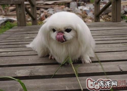 紳士京巴狗的学习培训关键点