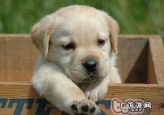 金毛平时训炼的常见问题