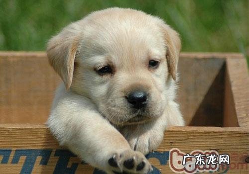 金毛平时训炼的常见问题