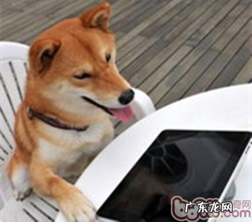 训炼小宠物玩平板电脑电脑的好处