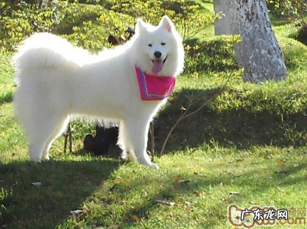 小狗的乱叫训炼