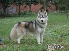 狗狗多大刚开始训炼好