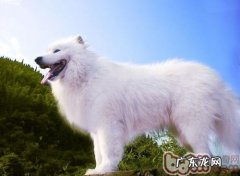 怎样劝阻小狗追人