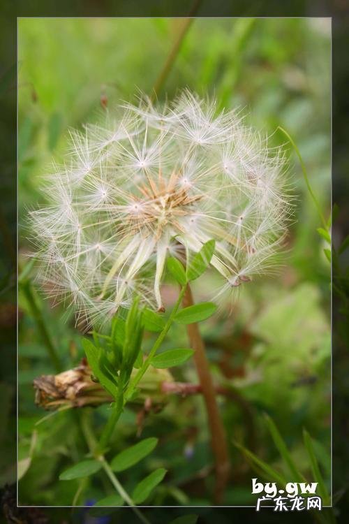 【抖音文案】蒲公英的名言警句