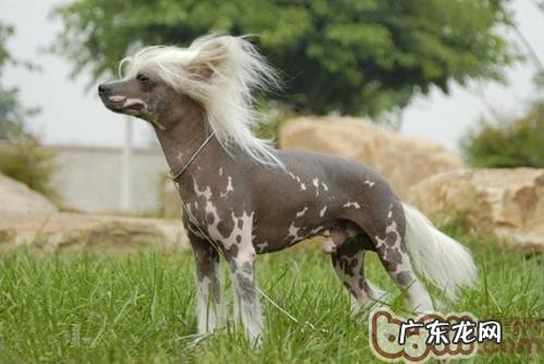 中国冠毛犬的训炼关键点