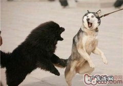 为何藏獒打架很厉害？