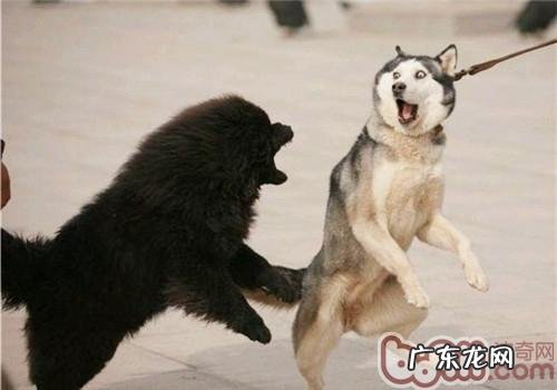 为何藏獒打架很厉害？