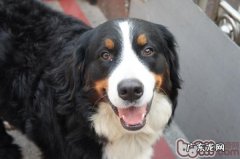 伯恩山犬的训练法