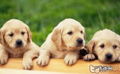 怎样训练小狗不害怕雷电