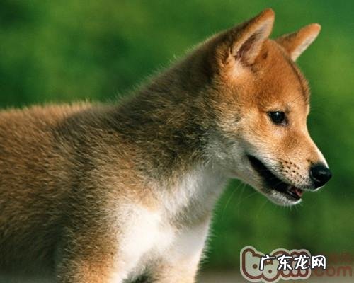 怎样治疗小狗儿童多动症