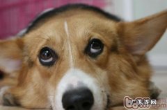 汇总不可以放任小狗的几个不良习惯