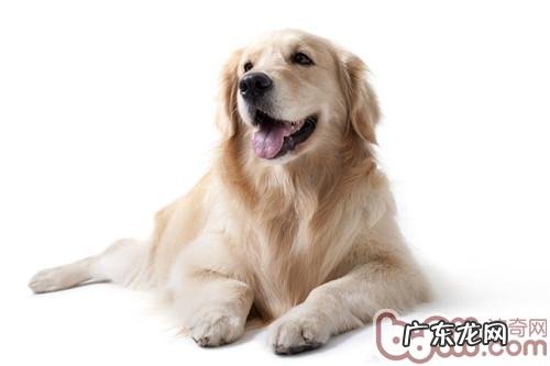 狗狗舔人不仅的训炼