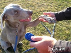 小狗的响片训练方法