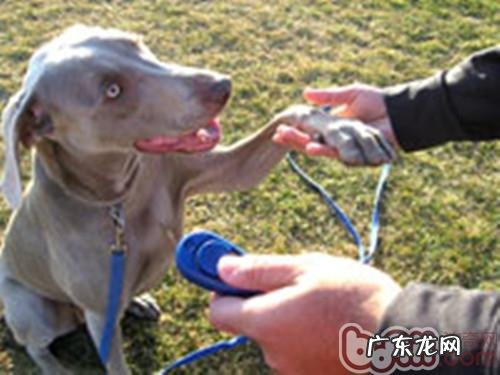 小狗的响片训练方法
