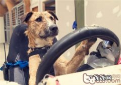 怎样能够更好地训炼流浪犬