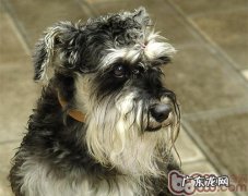 怎样训练小狗不畏惧宠物医生