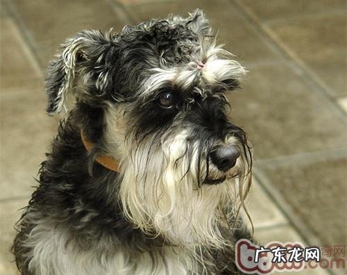 怎样训练小狗不畏惧宠物医生