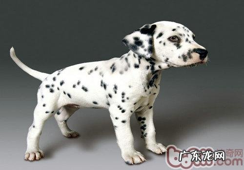 斑点狗工作能力的塑造