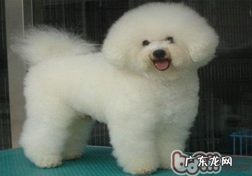 教小狗三招趣味的专业技能