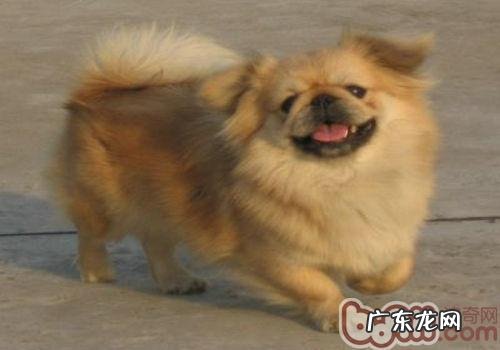 小狗作揖的训炼