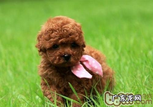 幼狗社会性:应做的事及不可做的事