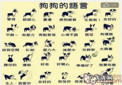 狗狗的语言