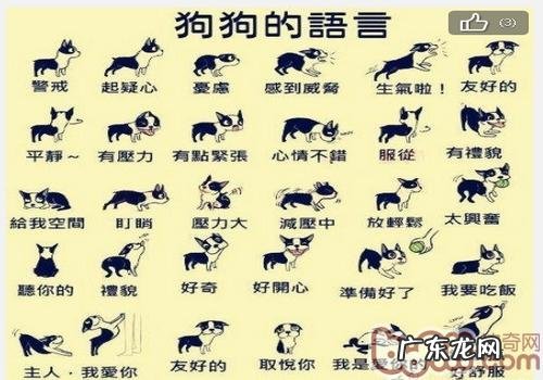 狗狗的语言
