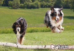 改正小狗飞扑的个人行为