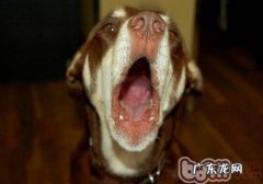 改正幼狗叫个不停的个人行为