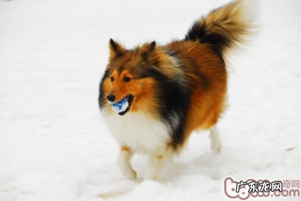 怎样训练小狗找球