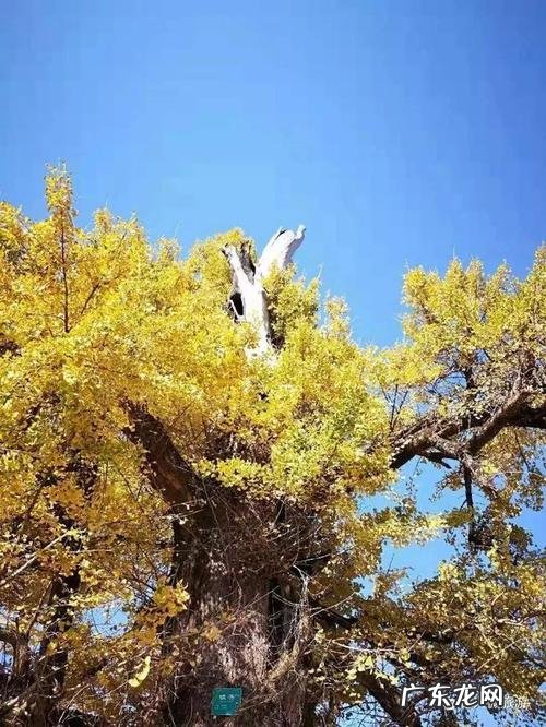 描写秋天银杏唯美句子 【抖音文案】描写秋天银杏美景的句子