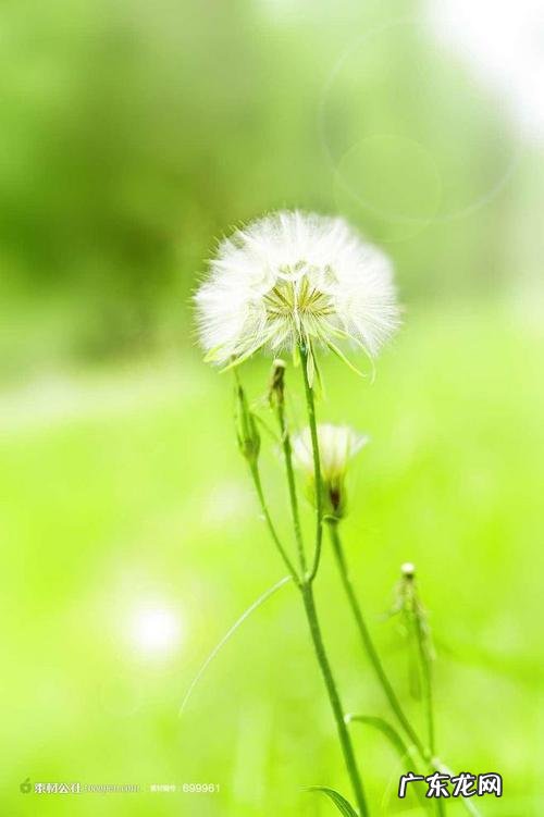 蒲公英爱情的唯美句子 【抖音文案】蒲公英唯美浪漫句子