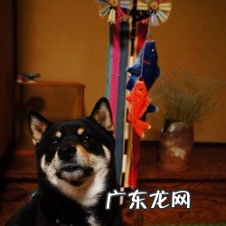 香蕉和苹果酸奶有利于减肥吗:酸奶可以减肥吗,有哪些依据呢?