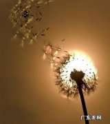 贾平凹蒲公英经典句子 【抖音文案】贾平凹描写蒲公英的句子