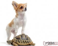 怎样从小狗的自发性个人行为训练小狗