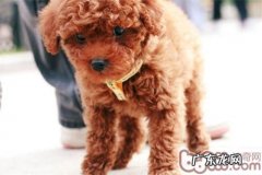 小狗十分黏人应该怎么办