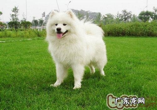 萨摩耶训练方式