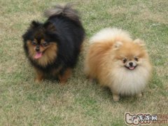 怎样训练小狗外出打架斗殴