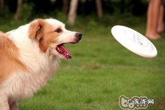 训练小狗衔取物件小提示