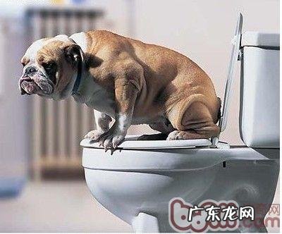 为何要对小狗开展训炼