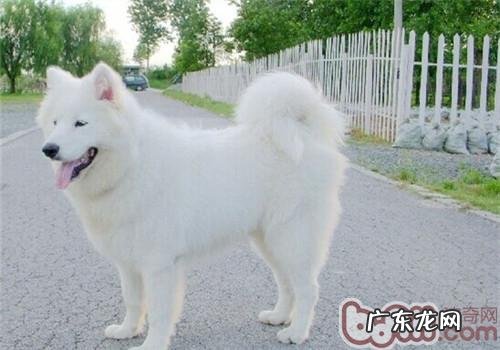 小狗不断的叫该怎么办