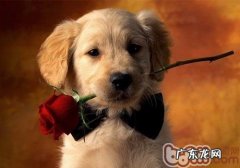 训练狗狗的最难题在哪儿？