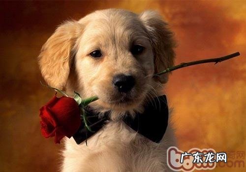 训练狗狗的最难题在哪儿?