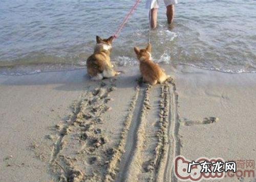 怎样协助小狗摆脱不防水心理状态