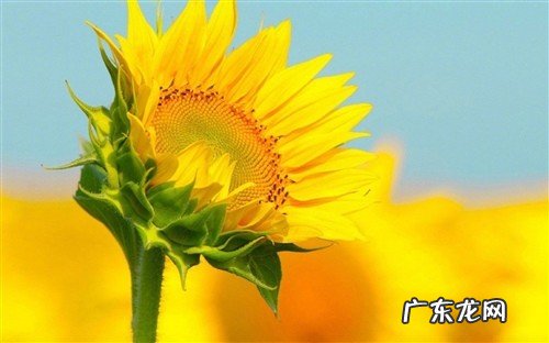 早上美好心情的优美句子 【抖音文案】美好心情的优美句子