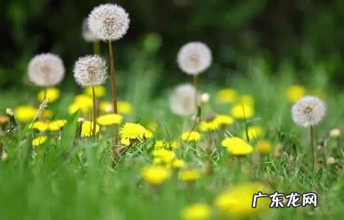 描写蒲公英的诗 【抖音文案】描写蒲公英的词句